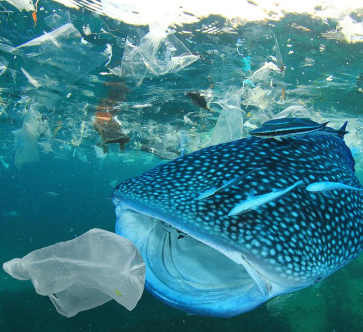 Wwf Tes Classroom Resource Oceans And Plastics Pollution Wwf